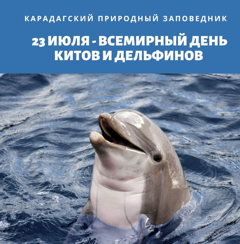 23 июля – Всемирный день в защиту китов и дельфинов
